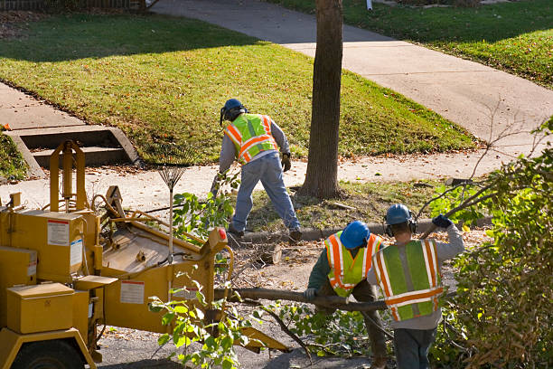 Best Tree Branch Trimming  in USA